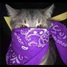 Bandit